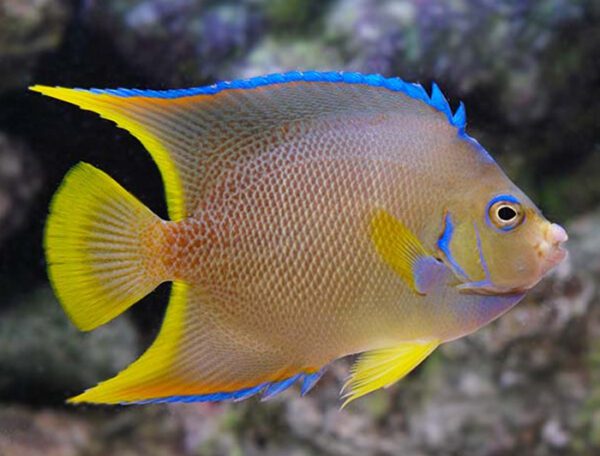 Blue Angelfish Adult