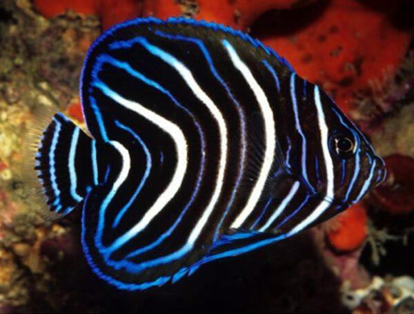 Blue Koran Angelfish (Juvenile)