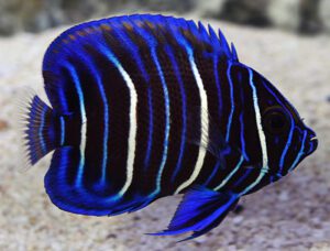 Blueface Angelfish Juvenile