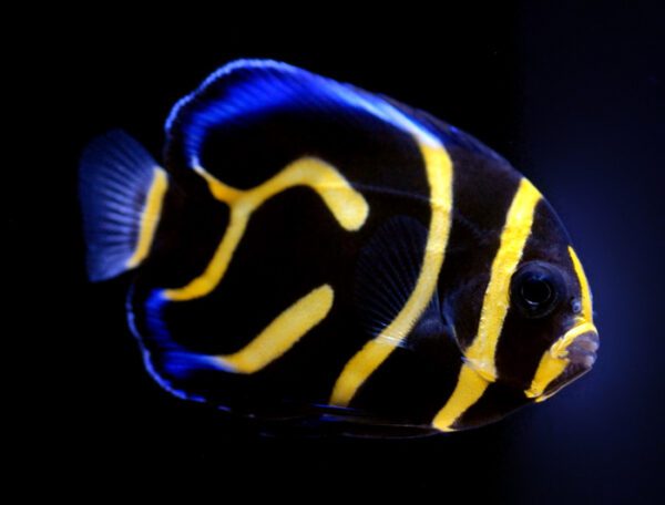 Cortez Angelfish Juvenile