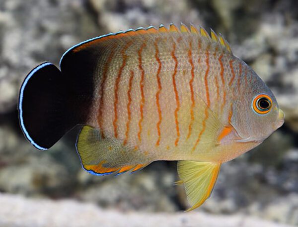 Eiblis Angelfish - Red Stripe Angel