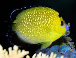 Goldflake Angelfish