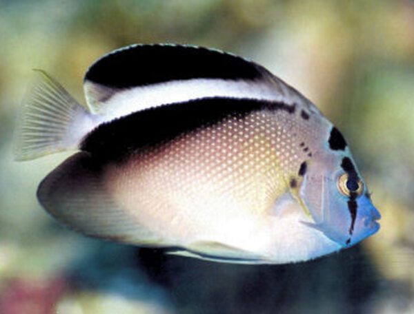 Griffis Angelfish