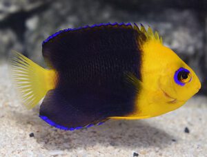 Joculator Angelfish