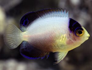 Multicolor Angelfish