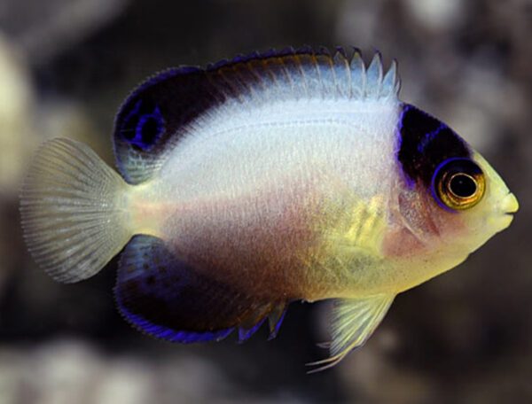 Multicolor Angelfish