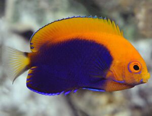 Pigmy Flameback Angelfish