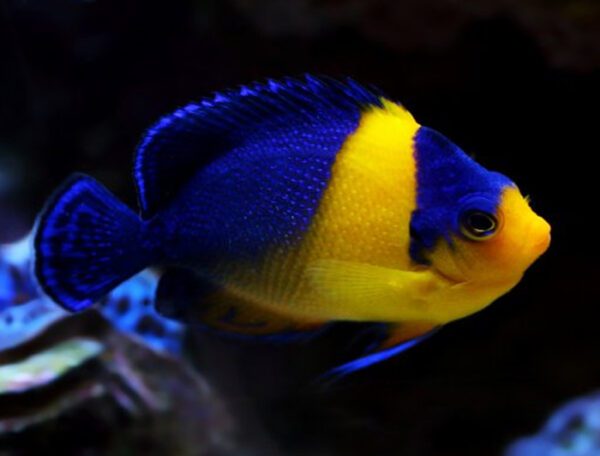 Purple Masked Angelfish