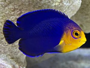 Pygmy Cherub Angelfish