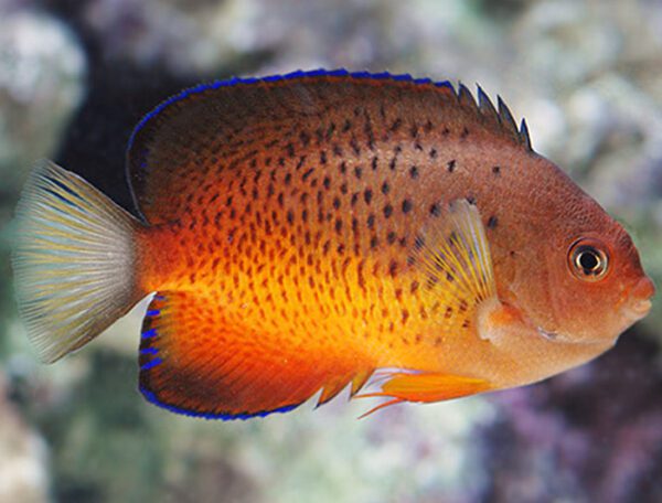 Rusty Angelfish