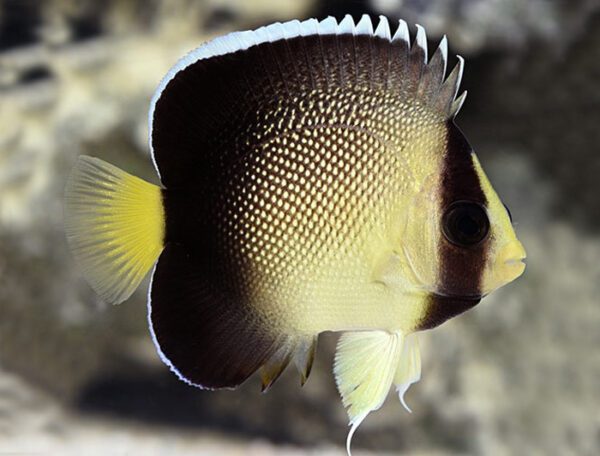 Xanthurus Cream Angelfish