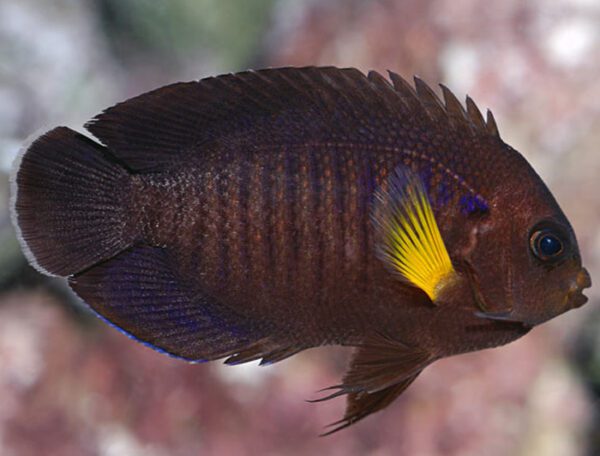 Yellowfin Angelfish