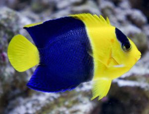 Bicolor Angelfish