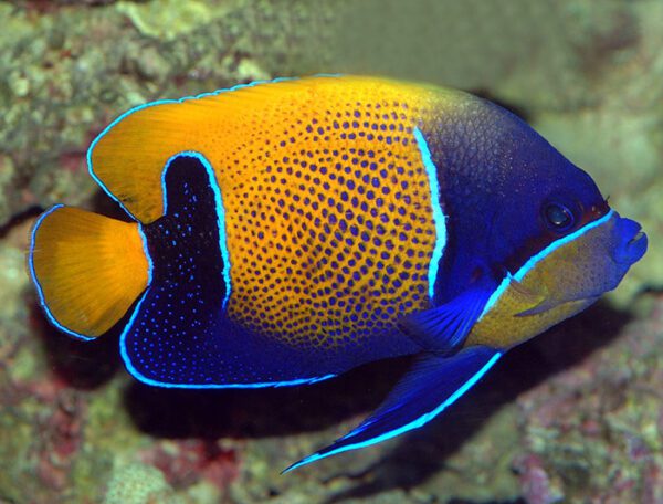 Blue Girdled Angelfish