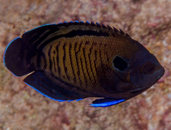 Bluefin Angelfish