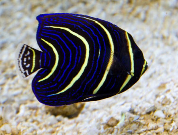 Cortez Angelfish (Juvenile)