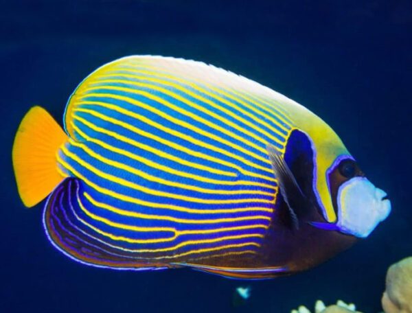 Emperor Angelfish