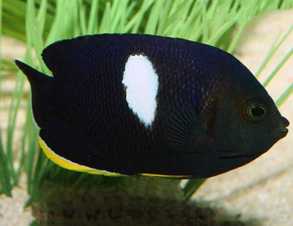 Keyhole Angelfish