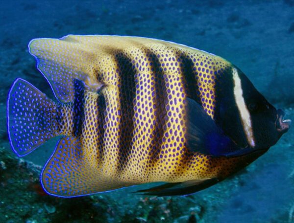 Six Bar Angelfish