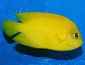 Yellow Angelfish