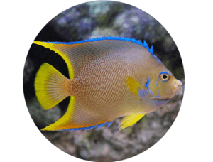 Angelfish