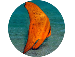 Batfish