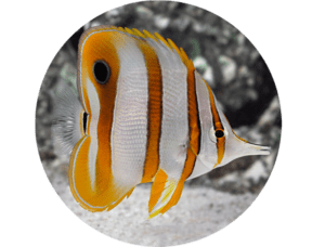 Butterflyfish