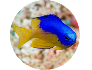 Damselfish