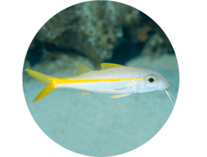 Goatfish