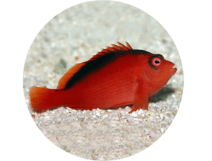 Hawkfish