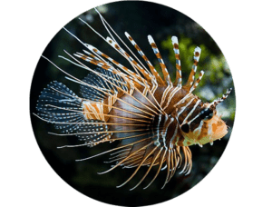 Lionfish