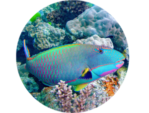 Parrotfish