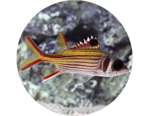 Squirrelfish