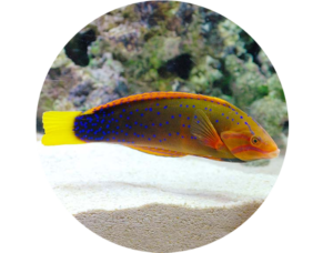 Wrasse