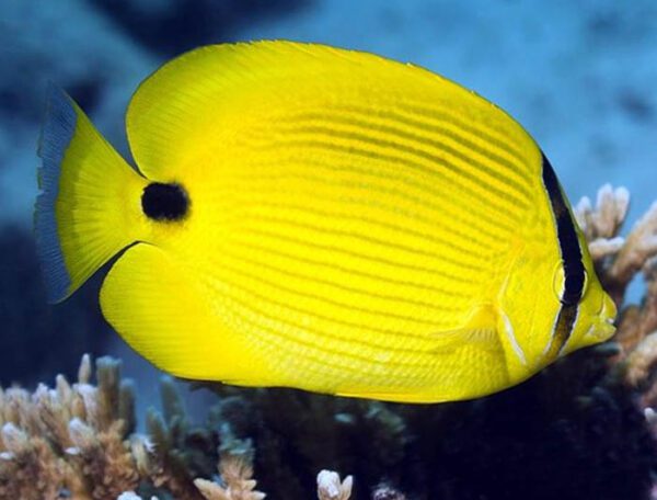 Andaman Butterflyfish