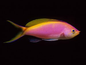 Bartletts Anthias