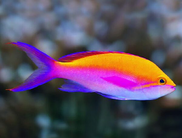 Bicolor Anthias