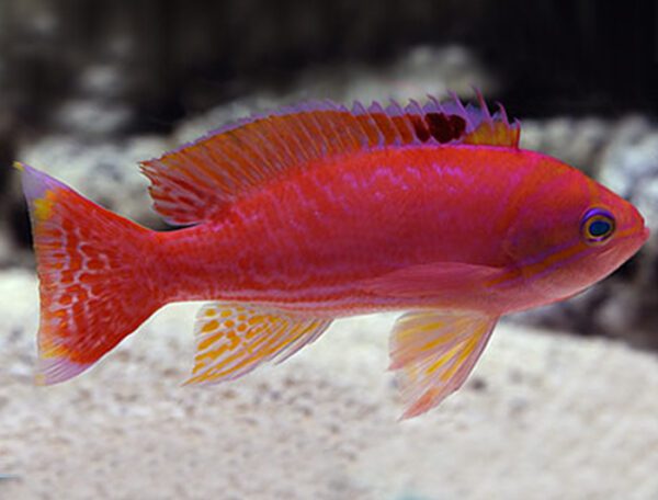 Bimaculatus Scribbled Anthias Male