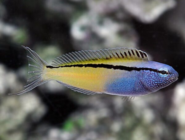 Blackline Blenny