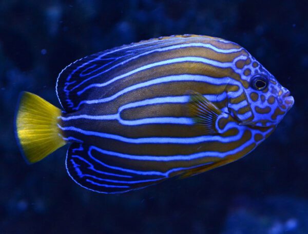 Blueline Angelfish