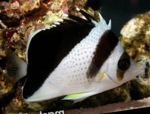 Burgess Butterflyfish