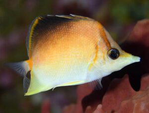 Caribbean Longnose Butterflyfish