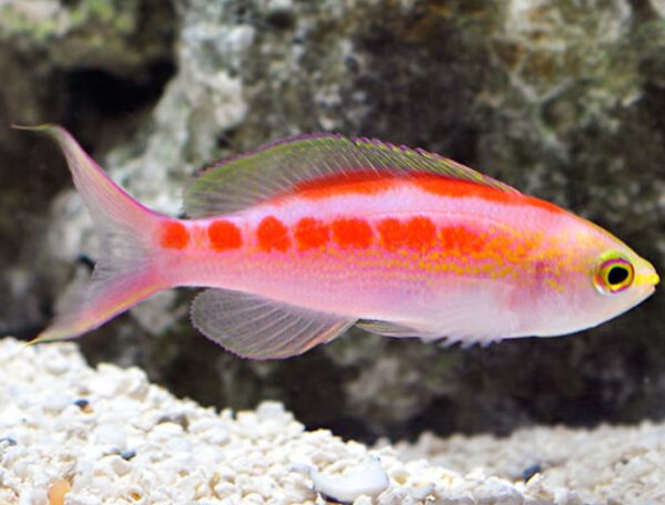 Central Pacific Anthias