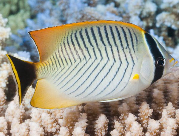 Chevron Butterflyfish