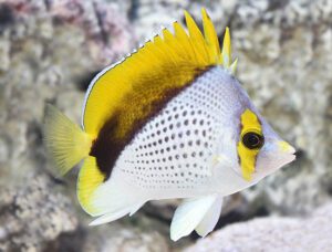 Declivis Butterflyfish