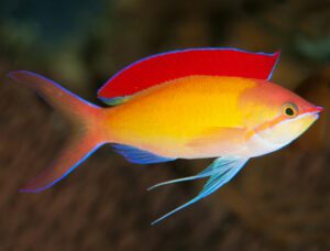 Dispar Anthias