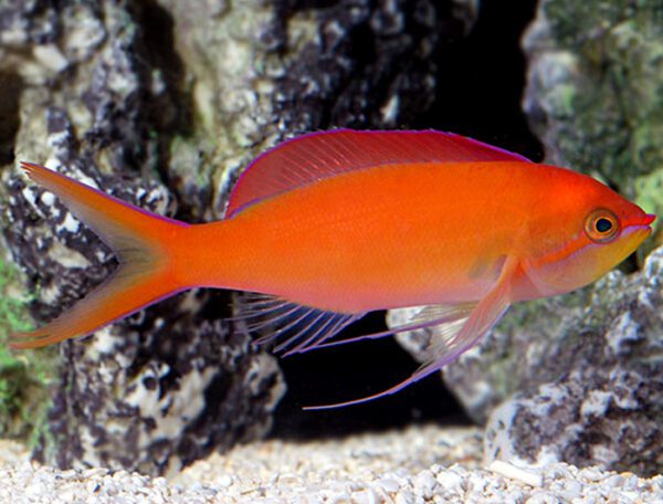 Dispar Anthias Female