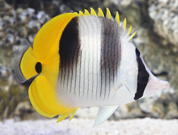 Double Saddle Butterflyfish