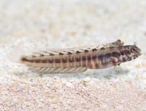 Eyebrow Barnacle Blenny