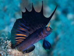 Gulf Signal Blenny